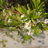緑に染まる桜