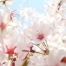 SAKURA-29