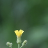 道端に咲く