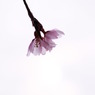 桜花