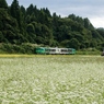 「風っこ」がそば畑を行く！