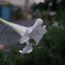 写真句：雨上がりの夕