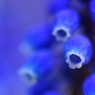 Muscari