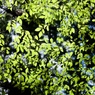 夏緑