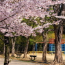 sakura #11
