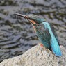 カワセミ♀若（威嚇のポーズ）