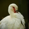 コウノトリ