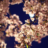 花好月圓