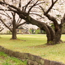 桜2011@浜離宮(1)