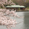 桜2011@浜離宮(2)