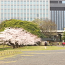 桜2011@浜離宮(3)