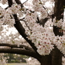 桜2011@浜離宮(4)