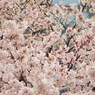 桜2011@浜離宮(8)