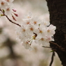 桜2011@浜離宮(10)