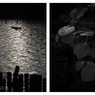 水面／アジサイ