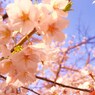 H23.4.9　サクラ