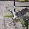 K川・アオサギ（着地成功！）