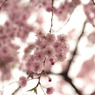 under the cherry blossoms