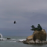 写真歌：鳥一羽