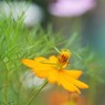 薄紅のコスモスが秋の日に…