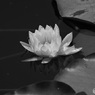 water lily