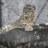 雪とユキヒョウ