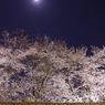 月下桜