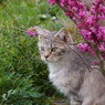 猫とハナズオウ