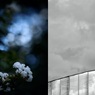 サルスベリ／空