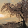 円山公園の桜