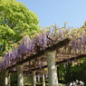 藤の花