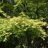 青紅葉