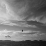 カモメと夏空