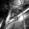 夜の舞鶴公園