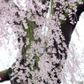 夢桜