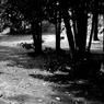 舞鶴公園の木