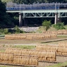 秋の風物詩「ハサガケ風景」！①