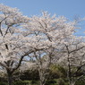 桜のみた青空