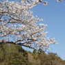 青空と桜