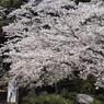 桜の雨、いつか・・・。