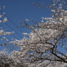 青空と桜