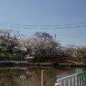 池端の桜_2