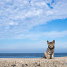 海辺のおチビさん