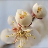 ume blossom