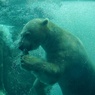 シロクマサイダーⅡ