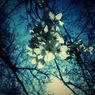 幻桜