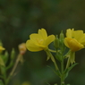写真エッセイ：待宵草１