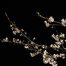 夜桜