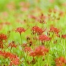 いつもの９月