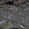 P1110258s